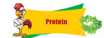 Protein